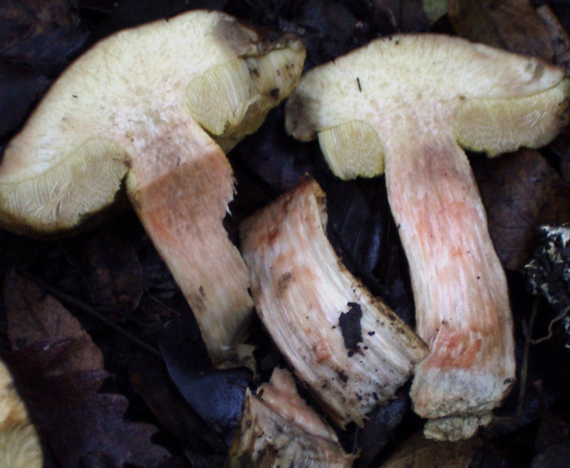 Leccinum lepidum ?